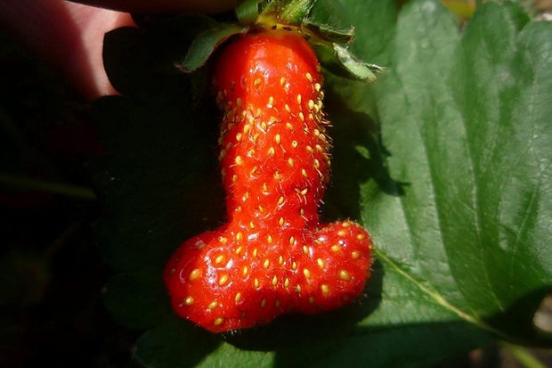Odd shaped Fruit Mimics Nicki Minajs Behind; 8 Others Try To Make Their Own Impression image68 Odd shaped Fruit Mimics Nicki Minajs Behind; 8 Others Try To Make Their Own Impression