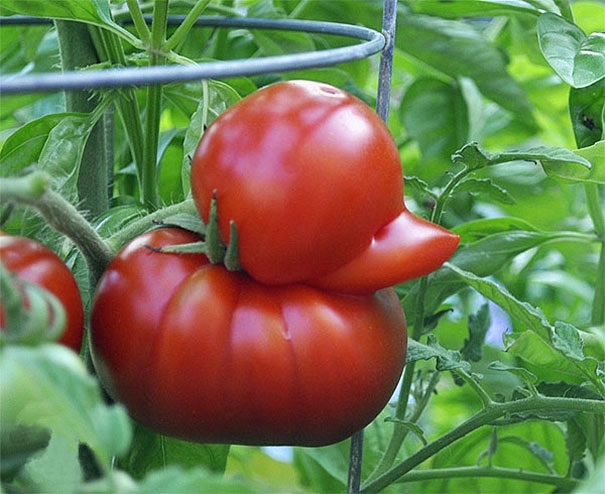 Odd shaped Fruit Mimics Nicki Minajs Behind; 8 Others Try To Make Their Own Impression image73 Odd shaped Fruit Mimics Nicki Minajs Behind; 8 Others Try To Make Their Own Impression