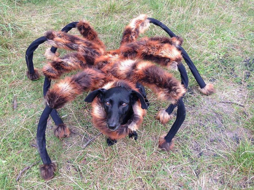 10 Scariest Halloween Costumes For Your Pets..#10 will haunt you in your dreams! image52 10 Scariest Halloween Costumes For Your Pets..#10 will haunt you in your dreams!