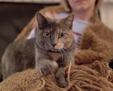 Why does my cat knead me but not my husband?