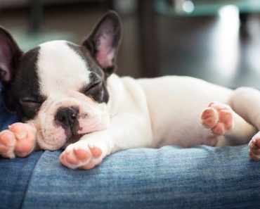 What do dogs dream about