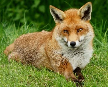 What does the fox actually say