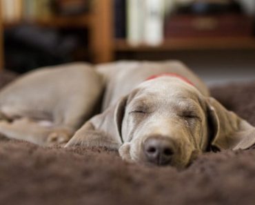 do dogs dream about their owners