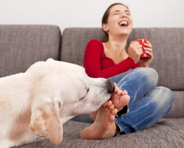 Why does my dog lick my legs?