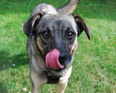 Why does my dog lick my wounds?