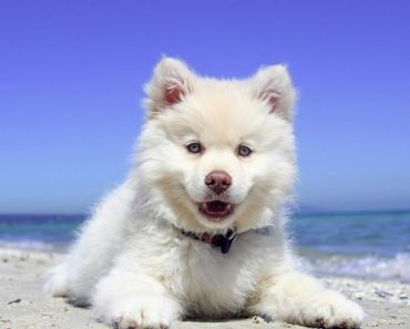 what animal has the cleanest mouth