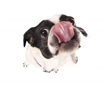 How do I get my dog to stop licking me?