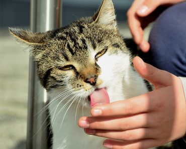 Why does my cat lick my hand