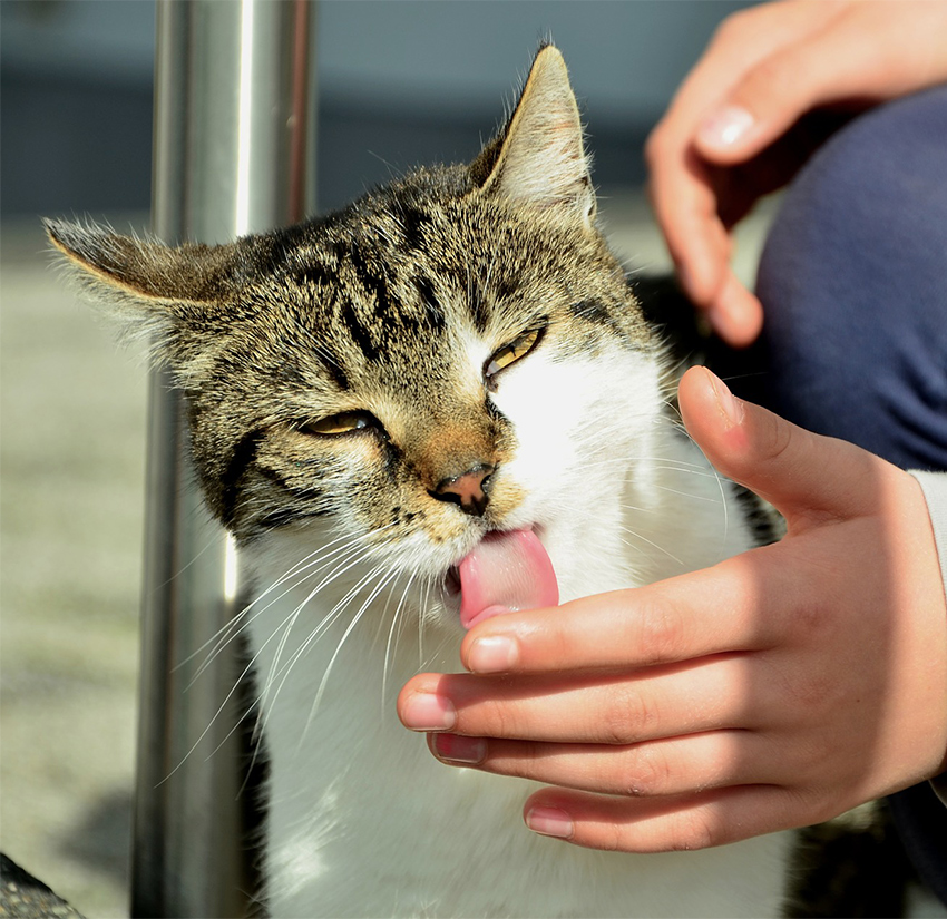 Why Does My Cat Lick My Hand LogicGoat