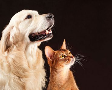 why does my cat lick my dog