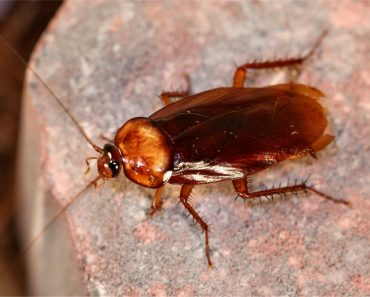 What do cockroaches do?