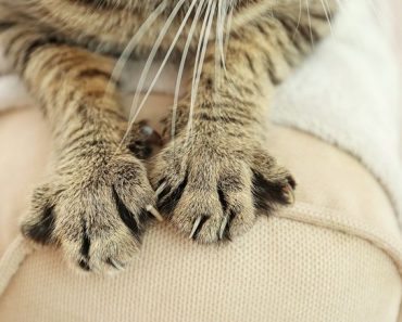 Why do cats knead blankets