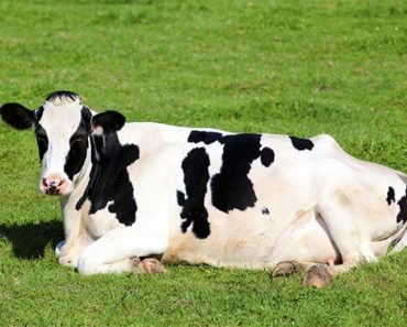 Why do cows lie down?