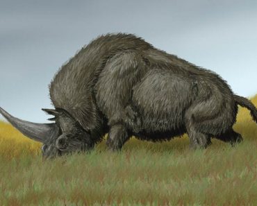 Did Unicors ever exist?
