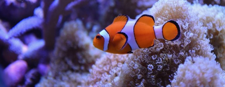 What Kind of Fish is Nemo