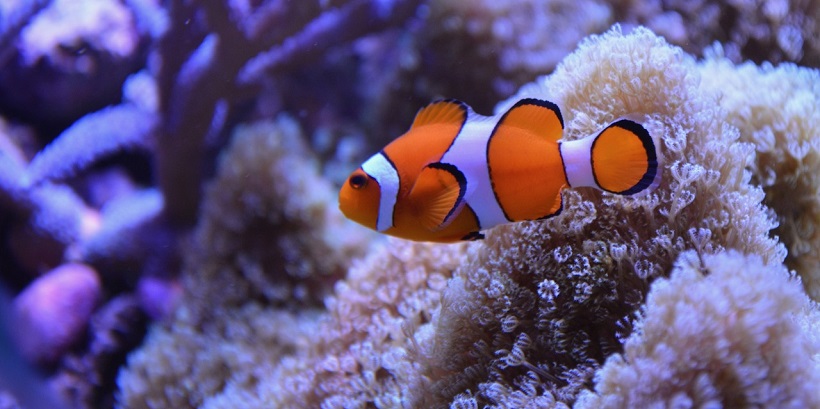 Finding nemo fish types - magicalpoliz