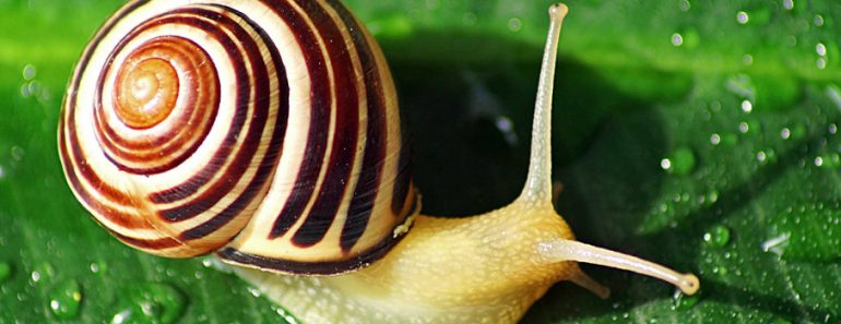 Are snails born with shells?