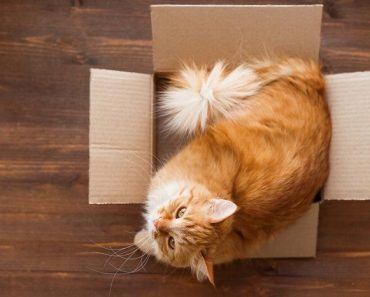 Why do cats like boxes